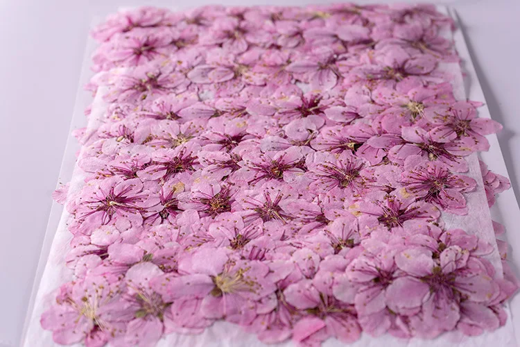 Peach Blossom Scrapbooking Epoxy Resin Natural Plant Eco-friendly Real Pressed Flower