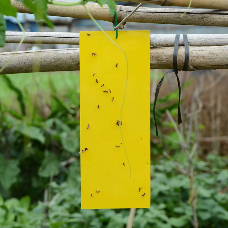 High quality wholesale price yellow doubled side sticky traps for flying insect in greenhouse