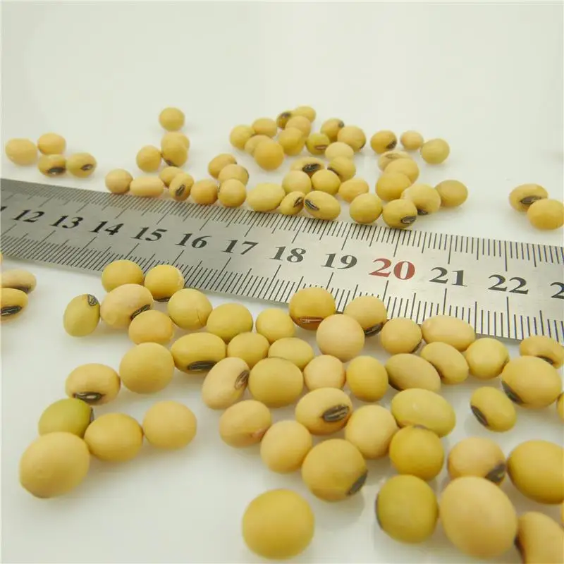 High Protein Soybean Seeds Dried Yellow Non Gmo Soybean