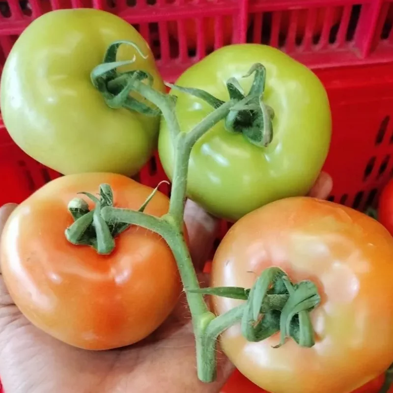 HOT  Fresh Red Tomato Packing In Boxes
