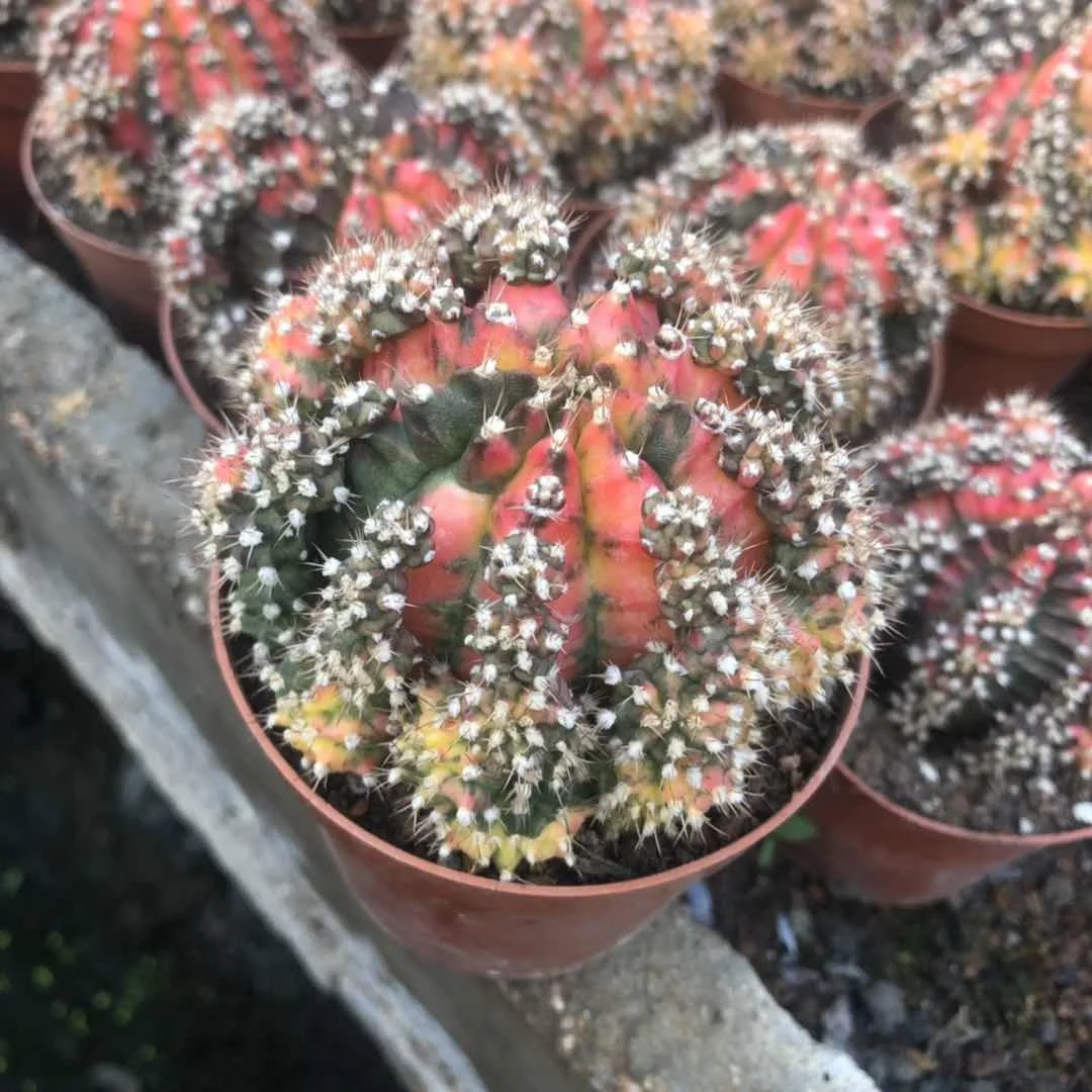  Лидер продаж лунный кактус gymnocalydium mihanovichii настоящий красочный и