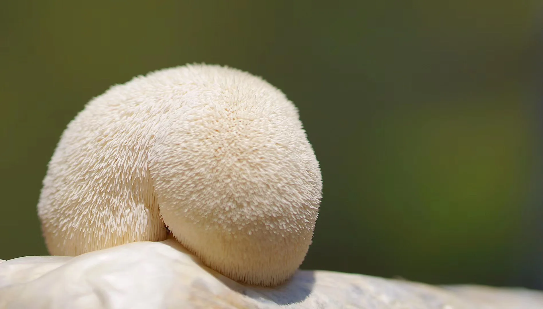 Normal Hericium erinaceus/ Organic Lions mane powder/Reishi powder 3kg 1kg 1kg 2kg  2kg 1kg