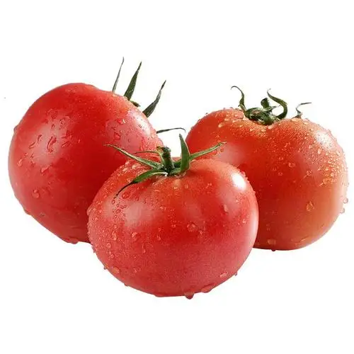 High Quality Fresh Vegetables tomatoes  From China Sweet tomatoes