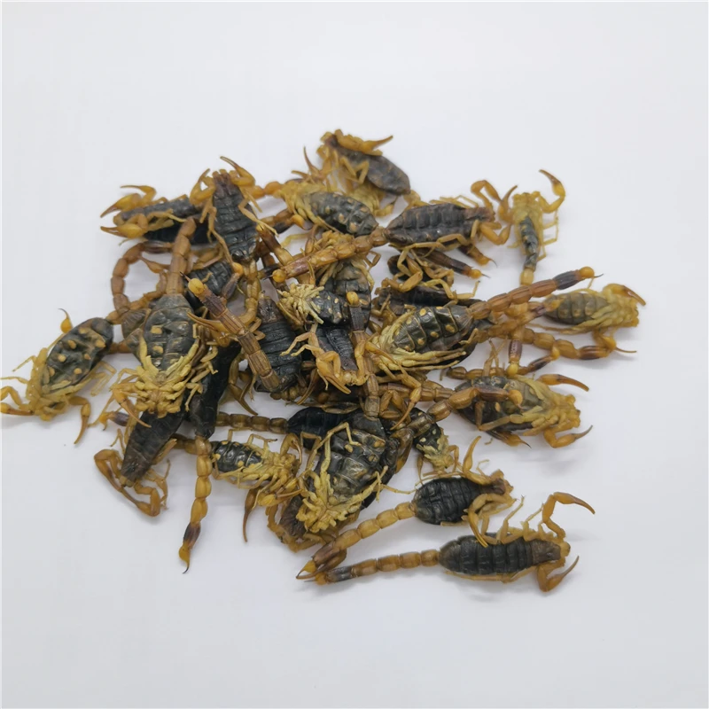 quan xie hot sale natural herb dry scorpion without salt