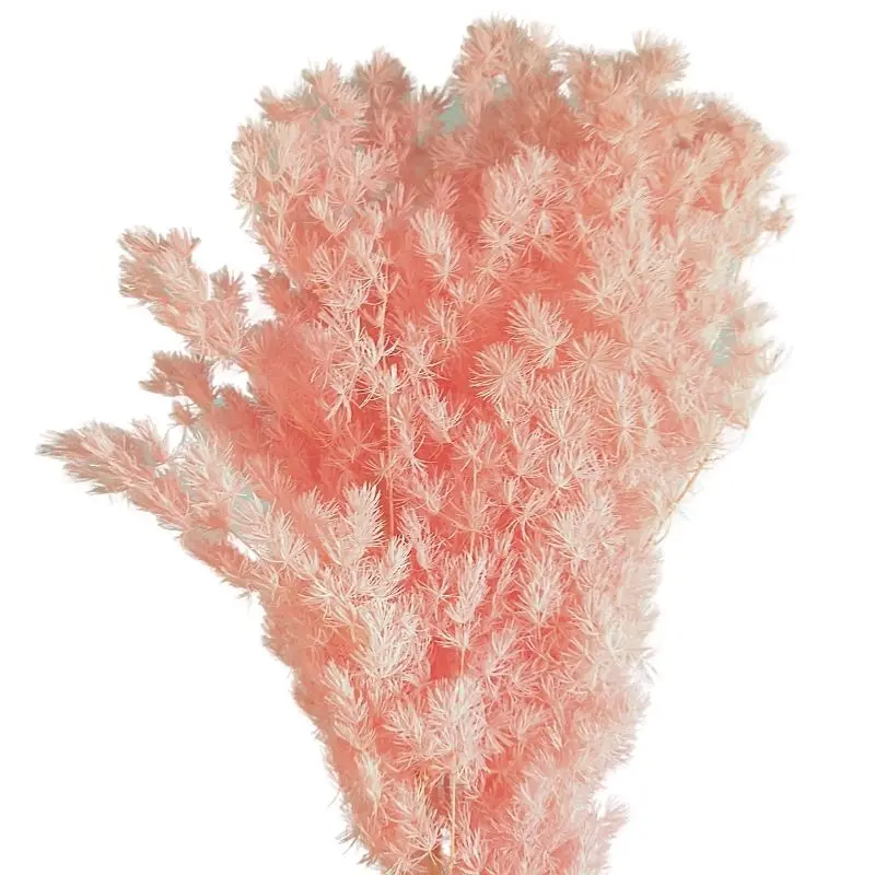 Punta Penglai Pine Preserved Plants Ferns Colorful Asparagus Preserved Leaves Ming Fern For Decoration