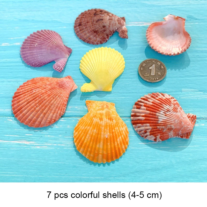 Small Seashell Mix Tiny Sea Shell Lot Beach Wedding Decor Sea Shells for Crafts