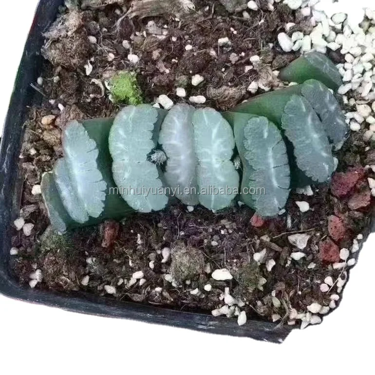 Горшечное растение Haworthia белое окно декор для питомника настоящие комнатные уличные растения