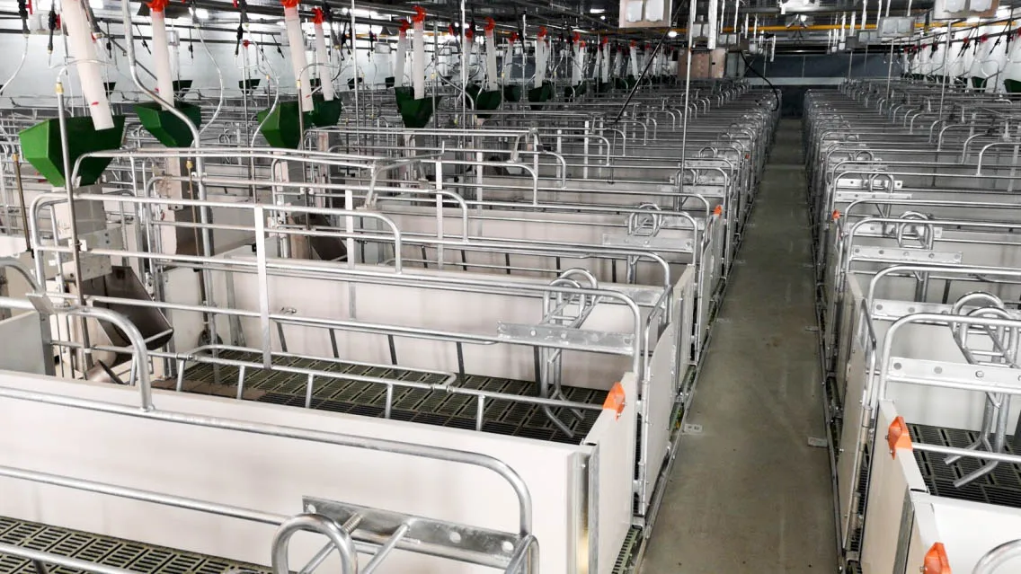 Steel Structure Building Chicken Shed Poultry House Cattle Pig Sheep  Farms Full-automatic Steel Structure