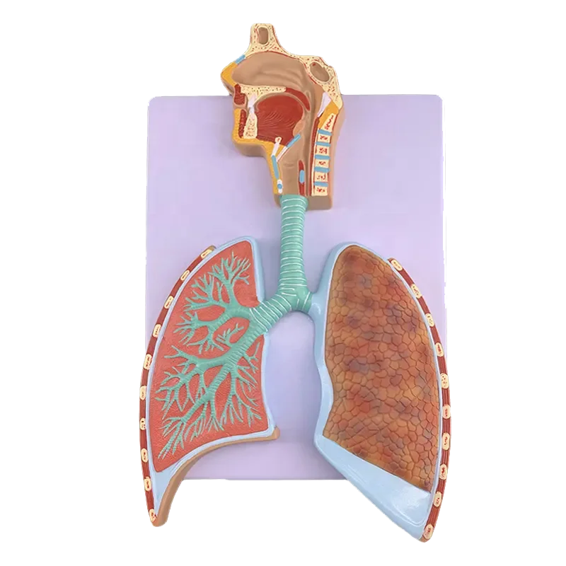 Human Respiratory System Anatomy Model Lung Anatomy Respiratory System Embossed Model