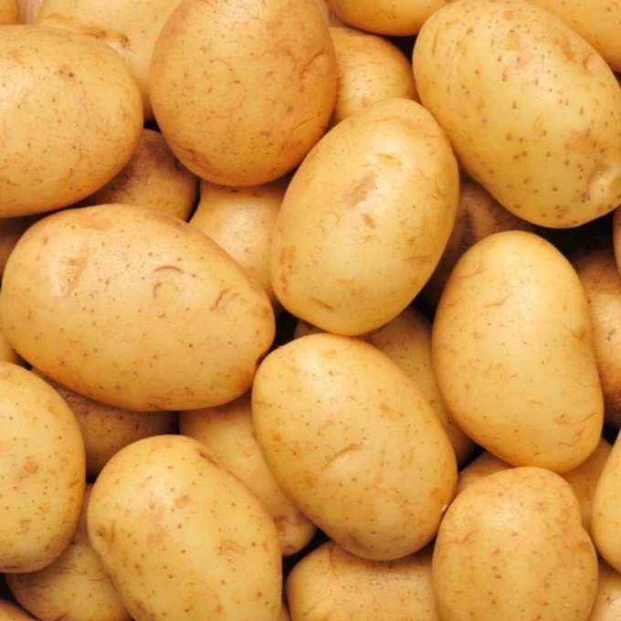 
Farm Fresh Potatoes for Export Vietnam Malaysia Singapore 