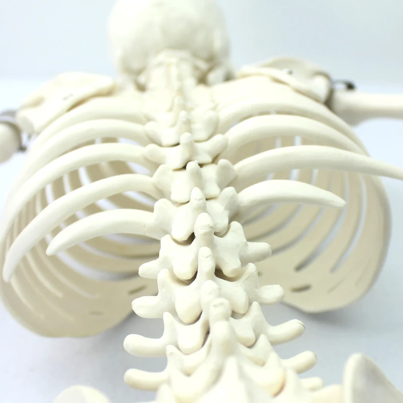Human Teaching Skeleton Model Spinal Column Model 85cm Human Skeleton with Natural size of pvc