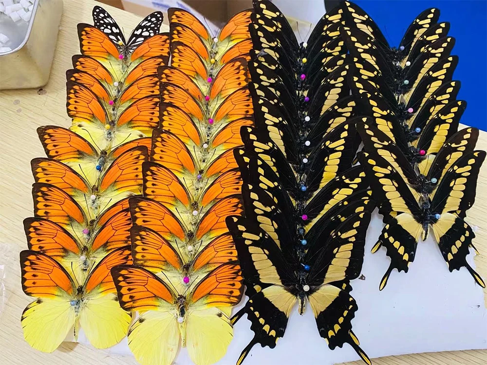 Real butterfly insect specimen decoration student creative birthday gift