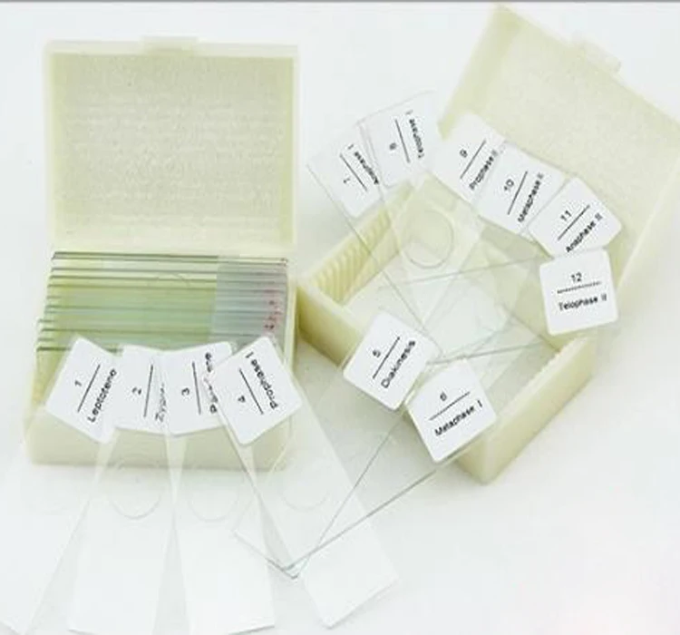 
Prepared glass biology histology teaching slides for student learning on microscope 