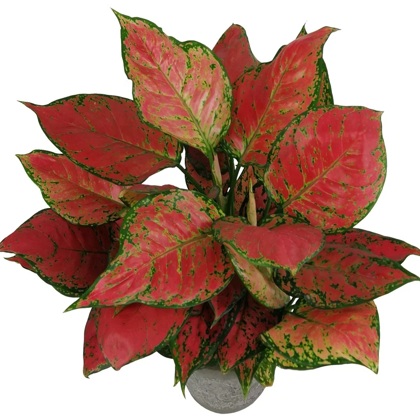
Factory Direct Wholesaling Tissue Culture Tray Plug Aglaonema Red Valentine Plants 
