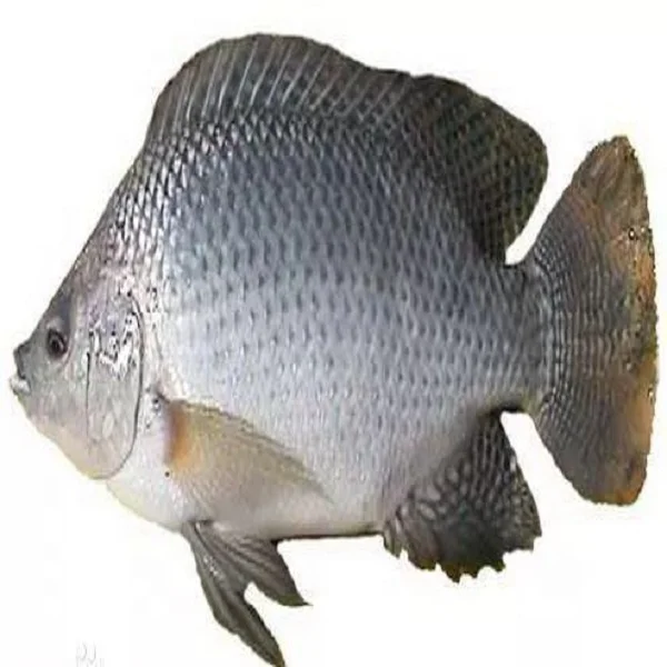 Tilapias Salmon Cuttlefish Carp Fish Feed Trimethylamine N-oxide dihydrate TMAO 98% CAS No 62637-93-8 For Aquatic  Factory price