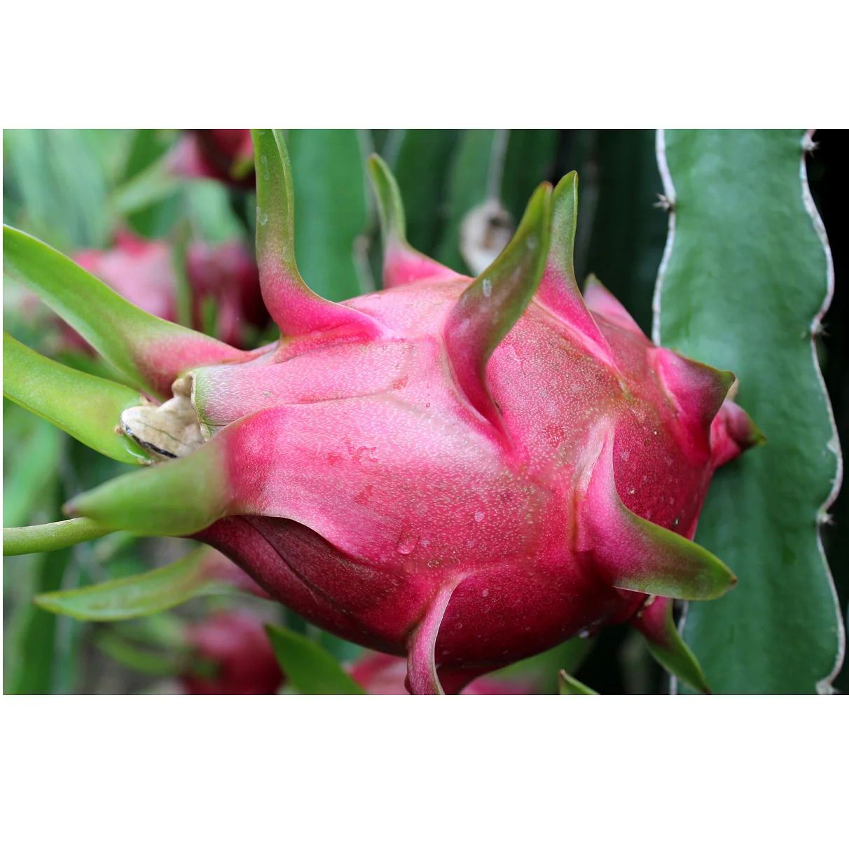 
Vietnamese 100% Fresh Dragon Fruit/ Good Red Dragon 