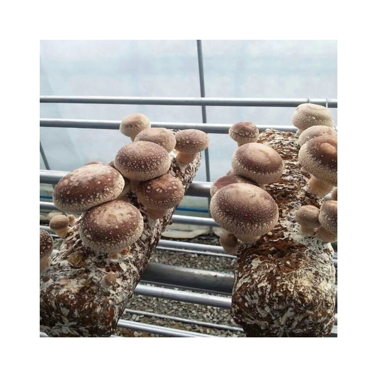 Natural Pollution-free Rootless Fleshy Stick Delicious Shiitake Mushroom Sticks For Household Food