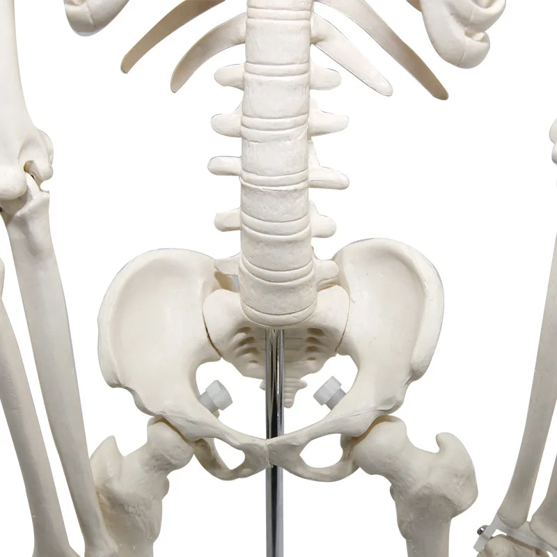 high quality 170 cm skeleton model Medical educational anatomy model toy figure plastic human life size