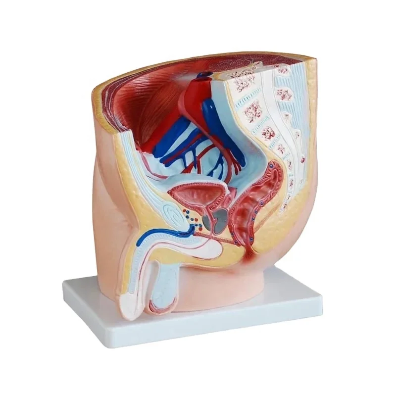 DARHMMY  Male Pelvis Anatomical Model Sagittal Section of One-Half for Medical Science