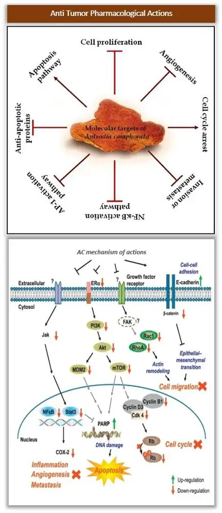 Antrodia Camphorata Herbal Cancer Supplement Brand Naturext Oral Usage Capsule Originated From Taiwan