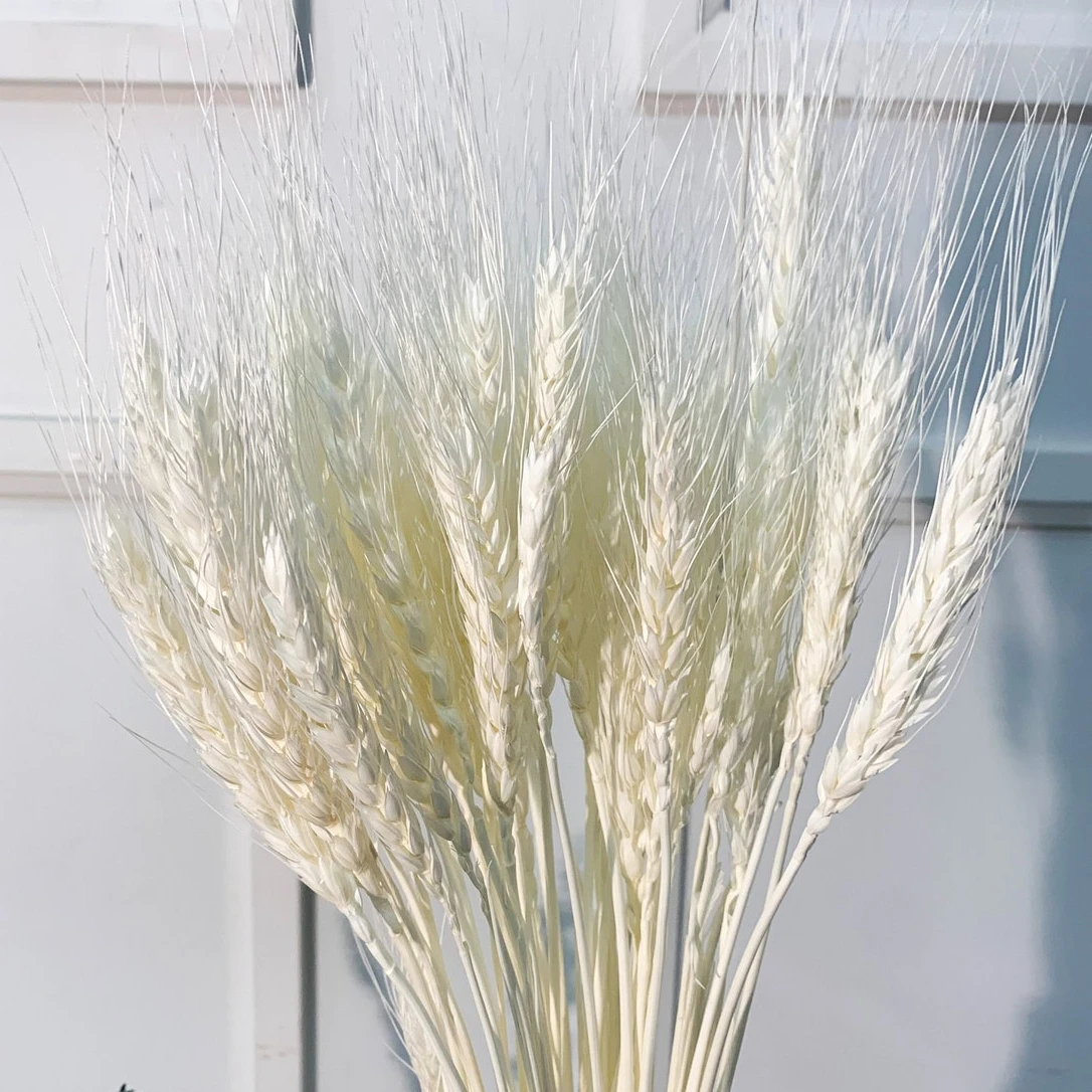 UKIQUEEN Dried Flowers Natural Bleached White Wheat Bunches Bouquet Sheaves Stalks Dried Wheat Stack Bundle