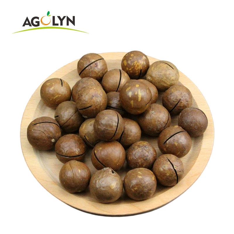Agolyn best price and quality raw roasted macadamia nuts