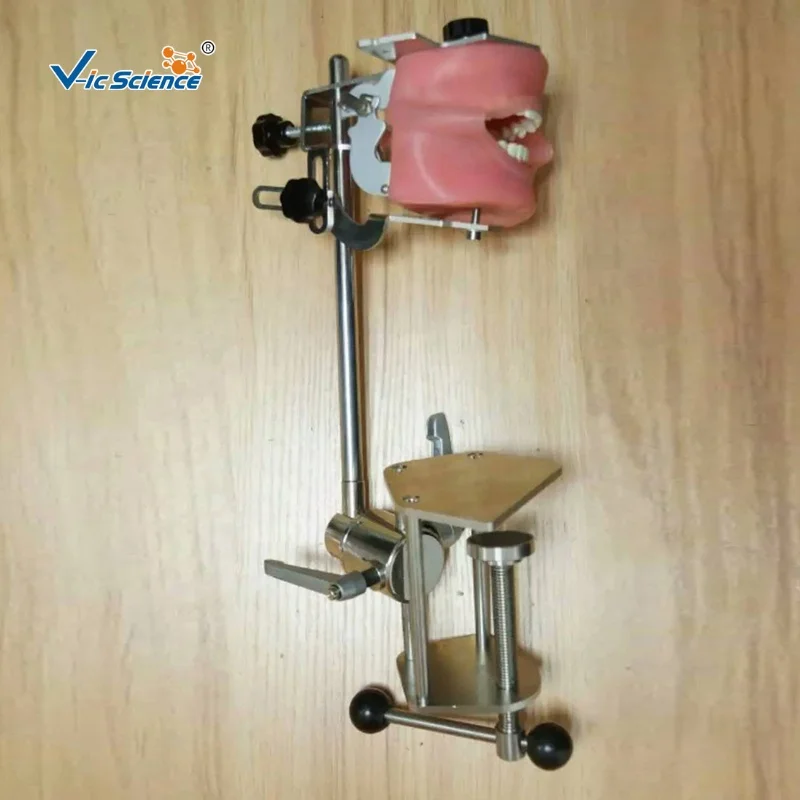 Dental simulator manikin articulator dental oral cavity simulation training simple head teeth model