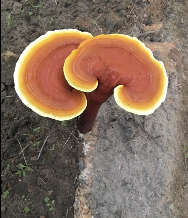 Reishi  Mushroom Powder Extract Polysaccharide Ganoderma Lucidum Extract sample free