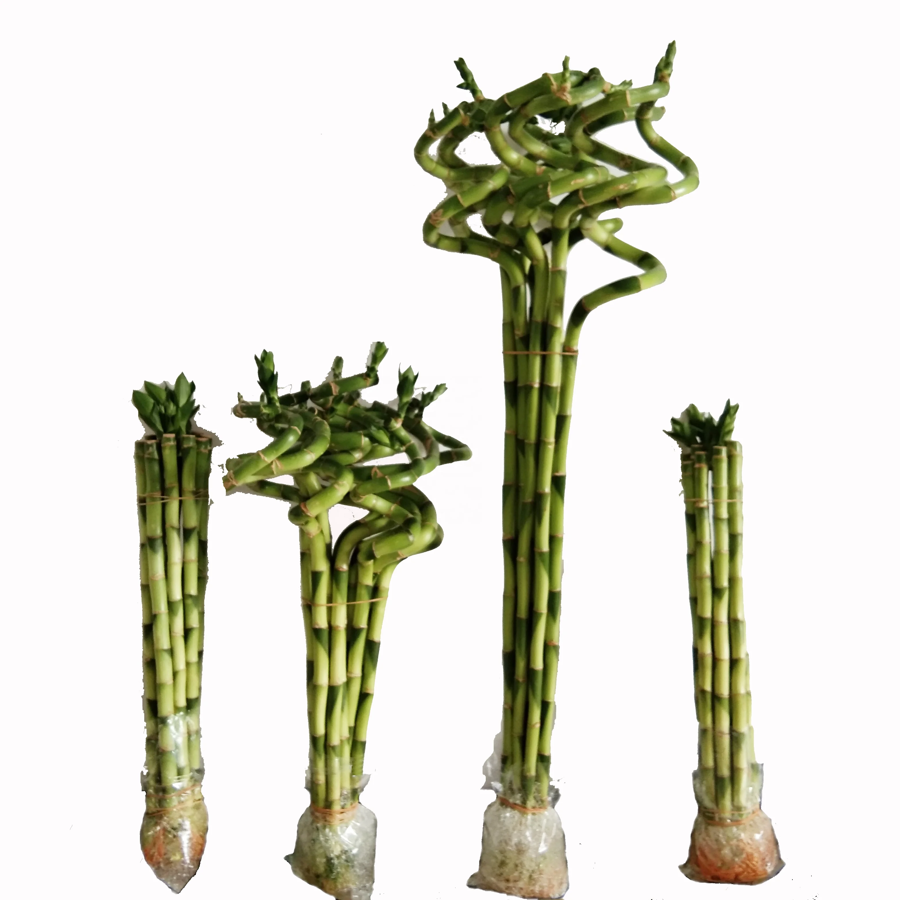 
Green Spiral lucky bamboo plant dracaena sanderiana with good quality Zhanjiang 