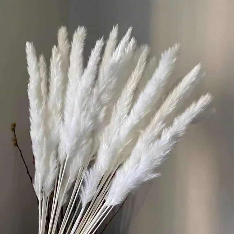 Factory price Small White Natural Dried Reed Pampas Grass For Decoration
