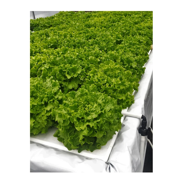 
Multiple Layer Farming Hydroponic & Aquaponic System from Spain 