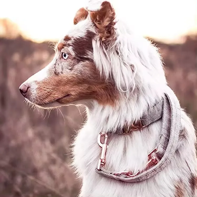 High quality and best-selling gray soft dog collar and rose gold buckle dog neck collar