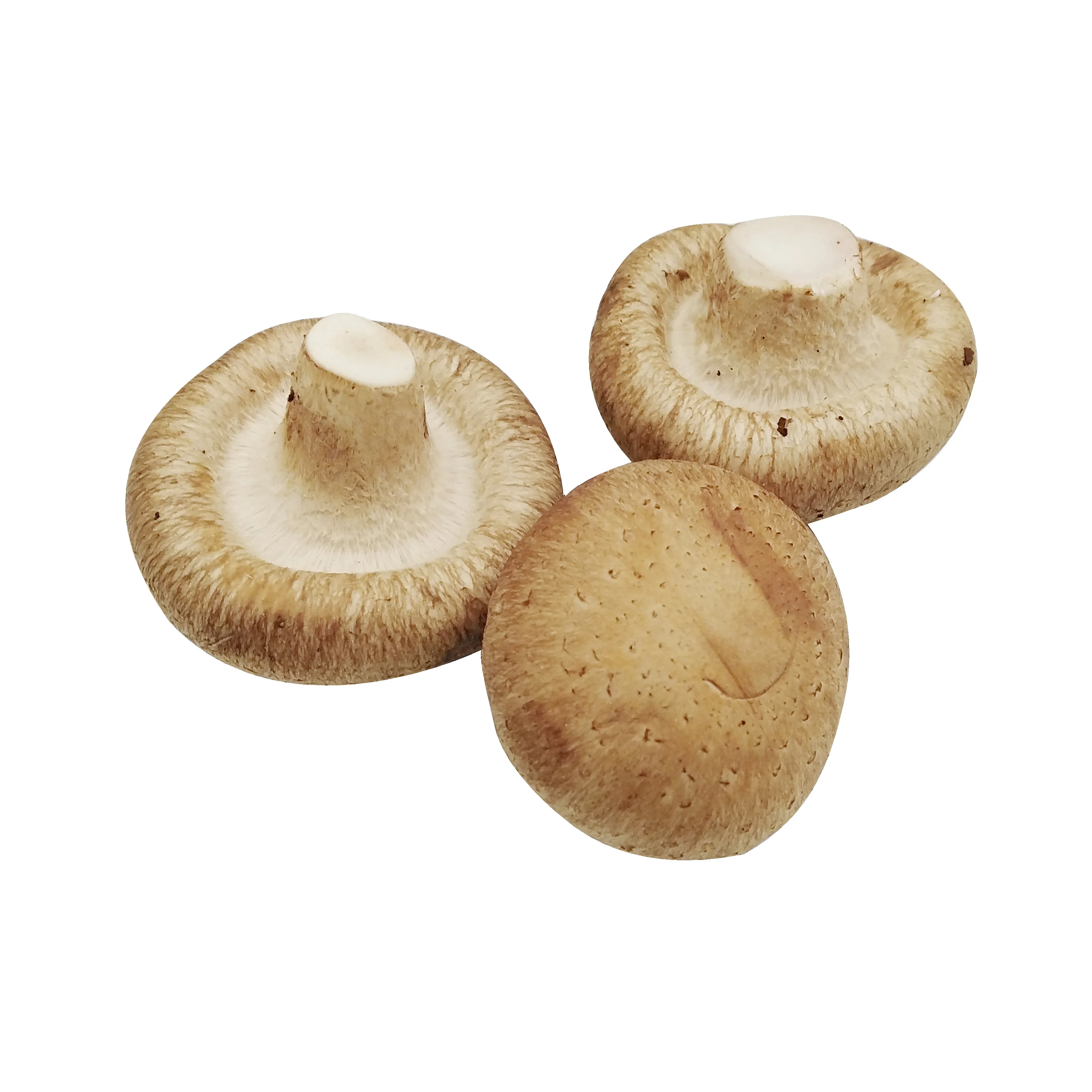 
Price of artificially grown fresh shiitake mushroom price 