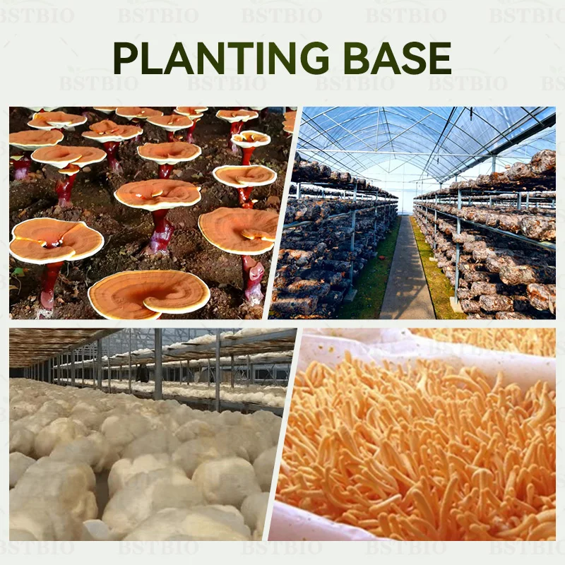 BSTBIO Polysaccharides Hericium Erinaceus Mycelium порошок органический экстракт грибов льва