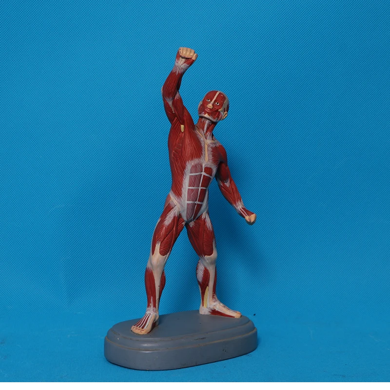 Anatomical magnification model of eyeball and eye frame