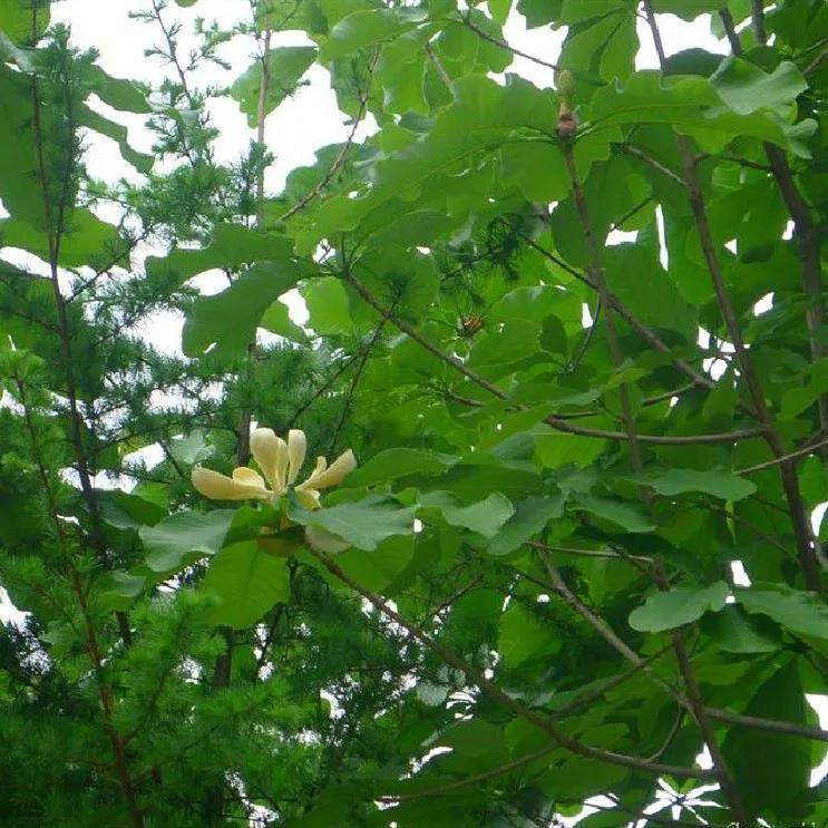 2021 New Improved Herb Seeds Magnolia Officinalis Seeds For Cultivating