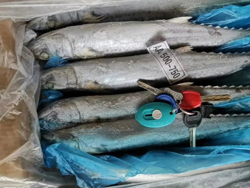 Spanish Horse Mackerel Price Fresh Catch Mackerel Fish Frozen