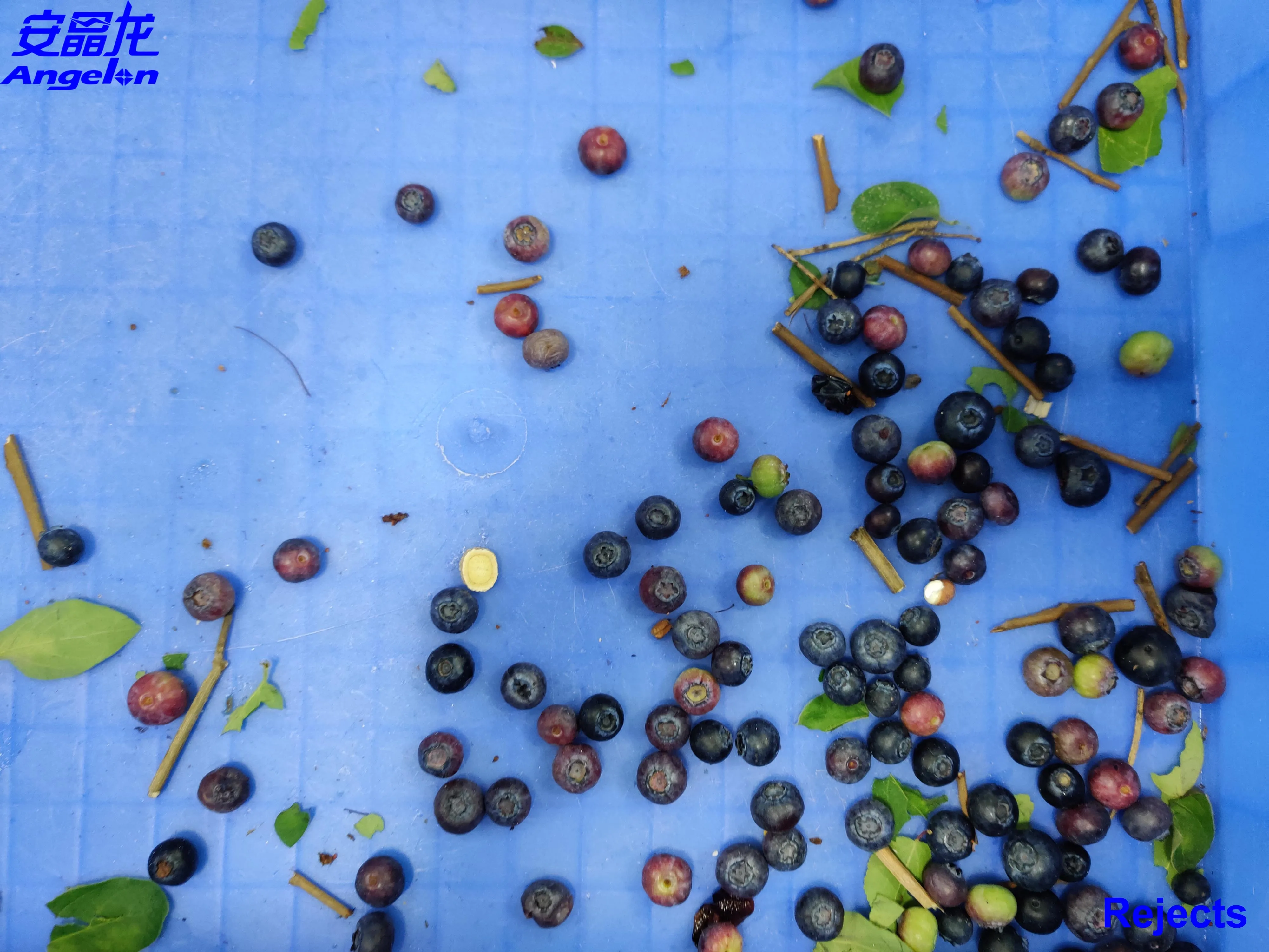 Dehydrated dried vegetables CCD new belt type color sorter