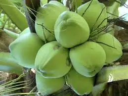 
FRESH YOUNG COCONUT- WHOLE TENDER COCONUT 