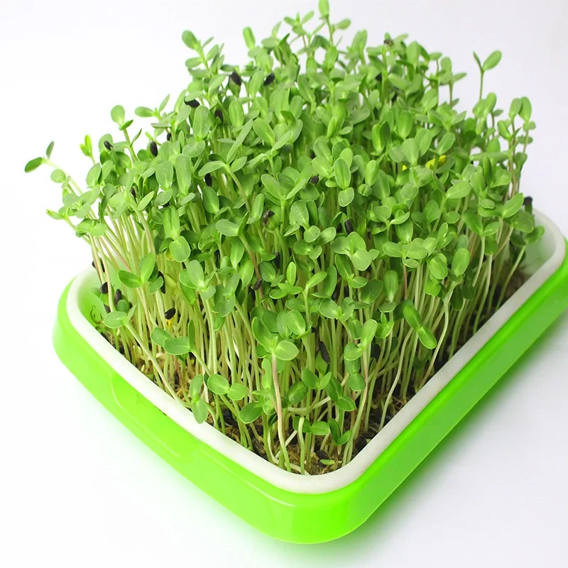 Лидер продаж Четырехслойный Набор для выращивания растений Microgreen Superfood с высококачественной стойкой