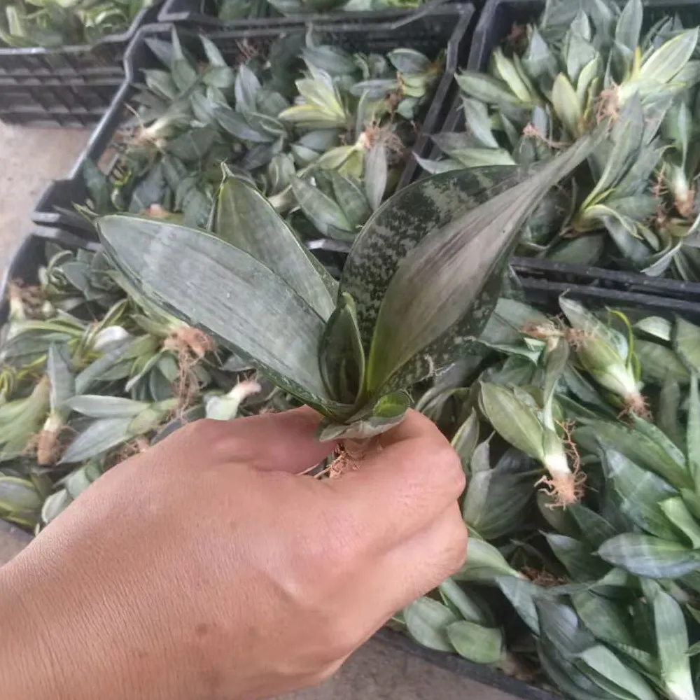 
 Детская саньсевиерия  