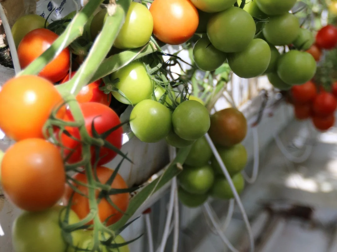 Micro PE pipe 3/5mm blackinside and white surface tube four branches arrow dripper for garden automatic irrigation system