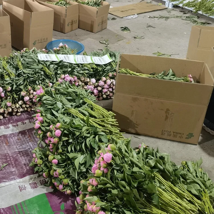 
yellow white red purple pink green black blue multi-colour herb peony cut flowers 