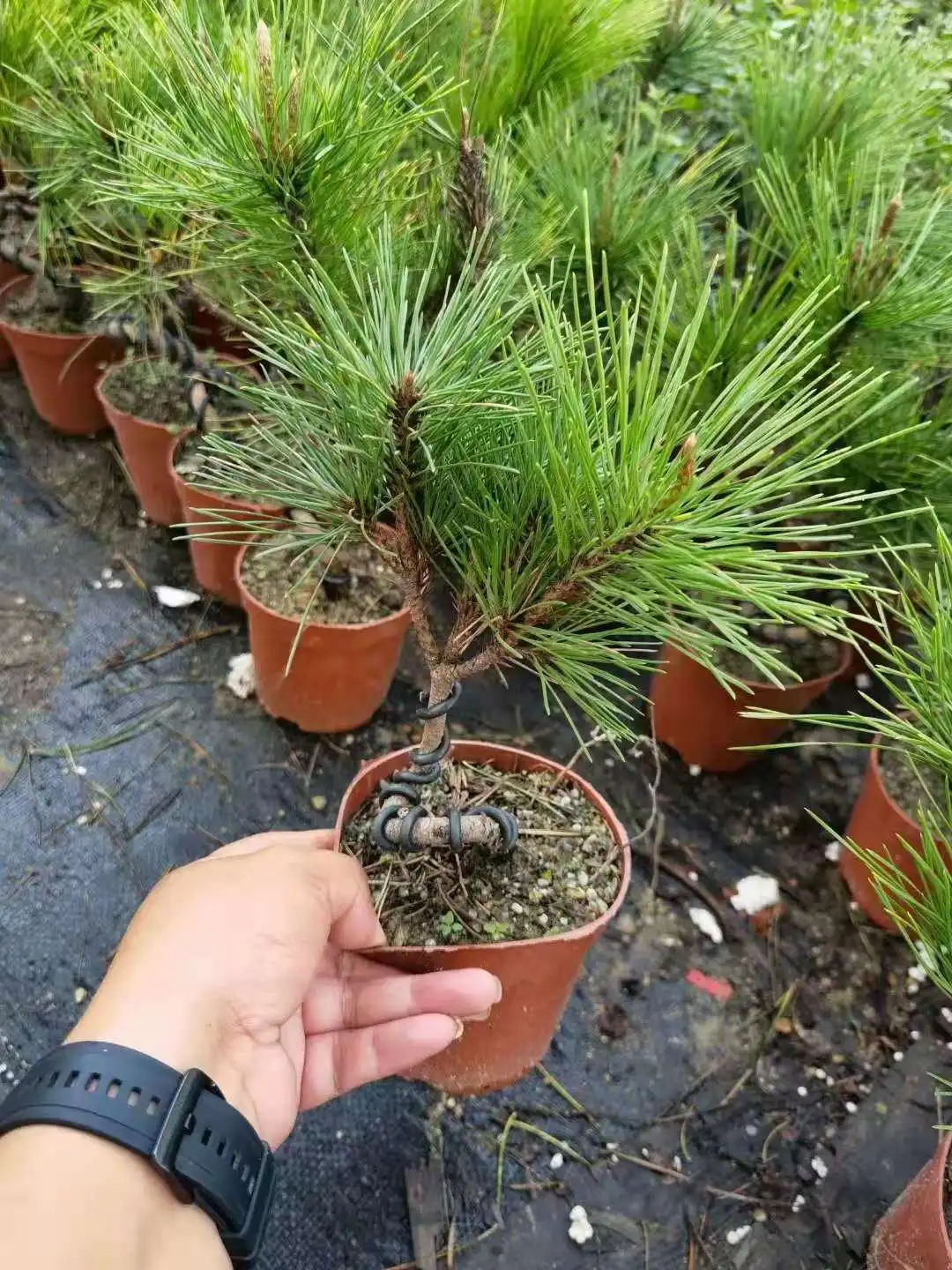 Оптовая продажа натуральных растений Pinus thunbergii Из Черной