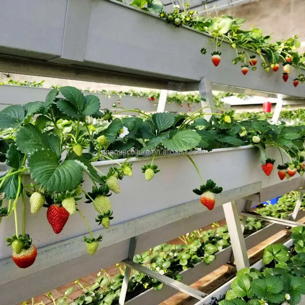 farming greenhouse cultivation hanging rack strawberry plant substrate growth gutter