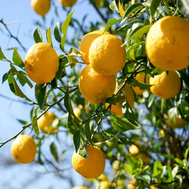 
Calm and relax effect Japanese private label wholesale bulk essential oils with high quality 