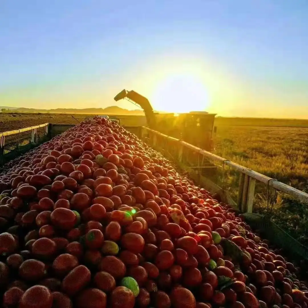 Prominent Chinese Exporter with Appealing Price Terms Speedy Delivery for Bulk Provision Tomato Paste In Drum