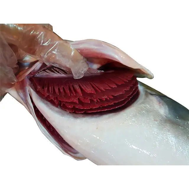 Delicious Natural High Quality Hot Sale Bulk Price Custom Frozen Seafood Fish Yellowtail Yellow King Tail Fish