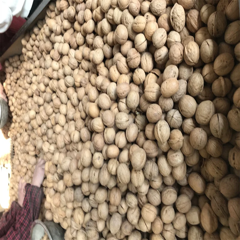 Best Price Shell Walnuts Peeled for Sale