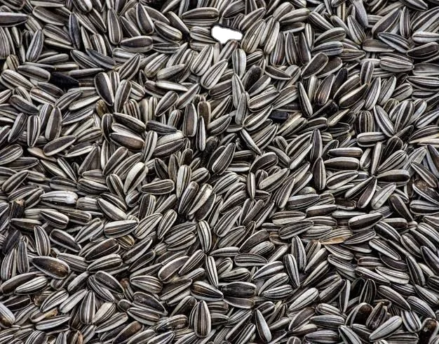 Premium Quality BIRD SEEDS-STRIPPED SUNFLOWER SEEDS Manufacturers with Quality Assurance in Supply Worldwide